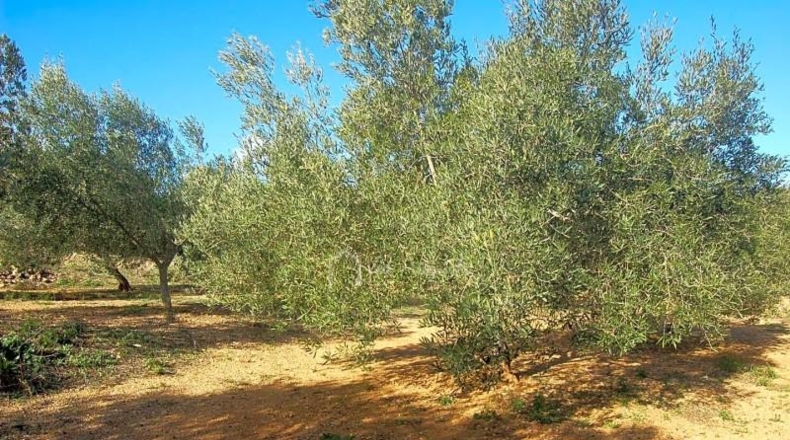 Tarragona - el Perelló - 16000m2