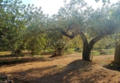 Terreno no urbanizable en venta en la España, el Perelló, ref: TR113415 foto