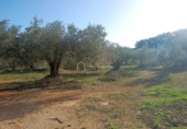 Terreno no urbanizable en venta en la España, el Perelló, ref: TR113415 foto