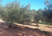 Terreno no urbanizable en venta en la España, el Perelló, ref: TR113415 foto