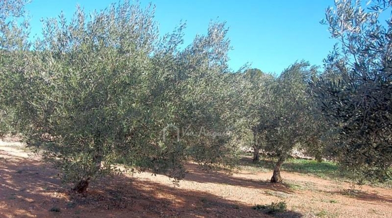 Tarragona - el Perelló - 16000m2