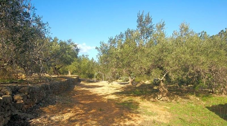 Tarragona - el Perelló - 16000m2