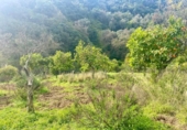 Non-developable land for sale on España, Estepona, ref: TR319750 photo