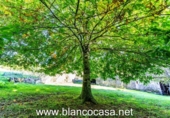 Finca rústica en venda a la España, A Laracha, ref.: TR348207 foto