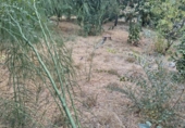 Urban land for sale on España, Gerena, ref: TR357151 photo