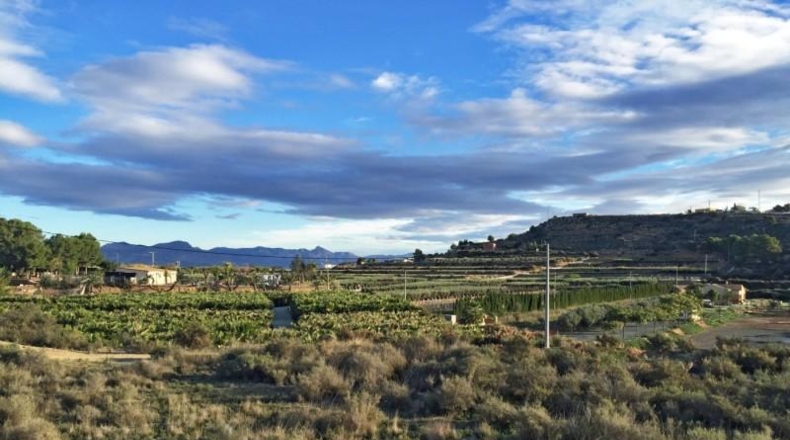 Alicante - Aspe - 14470m2