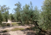 Non-developable land for sale on España, Huércal-Overa, ref: TR131647 photo