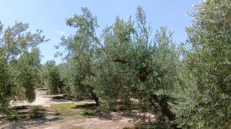 Almeria - Huércal-Overa - 9000m2