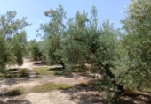 Non-developable land for sale on España, Huércal-Overa, ref: TR131647 photo