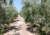 Non-developable land for sale on España, Huércal-Overa, ref: TR131647 photo