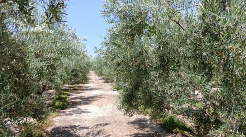 Almeria - Huércal-Overa - 9000m2