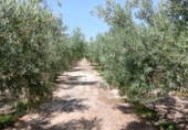 Non-developable land for sale on España, Huércal-Overa, ref: TR131647 photo