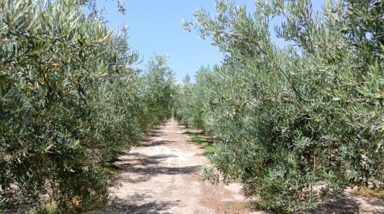 Almeria - Huércal-Overa - 9000m2