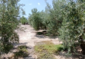 Non-developable land for sale on España, Huércal-Overa, ref: TR131647 photo