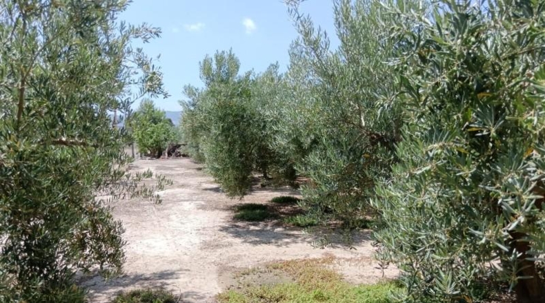 Almeria - Huércal-Overa - 9000m2
