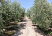 Non-developable land for sale on España, Huércal-Overa, ref: TR131647 photo