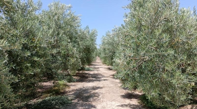 Almeria - Huércal-Overa - 9000m2