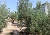 Non-developable land for sale on España, Huércal-Overa, ref: TR131647 photo