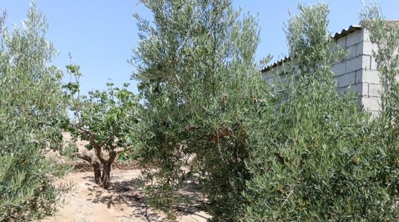 Almeria - Huércal-Overa - 9000m2