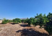Casa de campo con terreno en venta en la España, Murcia, ref: TR164430 foto