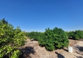 Casa de campo con terreno en venta en la España, Murcia, ref: TR164430 foto