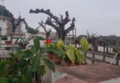 Casa con terreno en venta en la España, el Catllar, ref: TR299530 foto