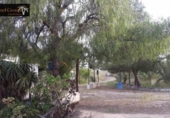 Finca rústica en venda a la España, Elx, ref.: TR293455 foto