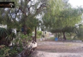 Finca rústica en venda a la España, Elx, ref.: TR293455 foto