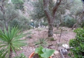 Land suitable for development for sale on España, Lloret de Mar, ref: TR126277 photo