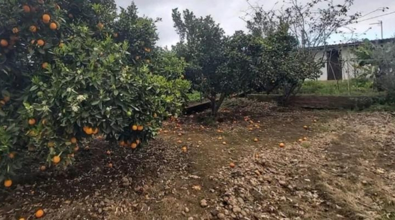 Santa Cruz de Tenerife - Palo Blanco - 700m2