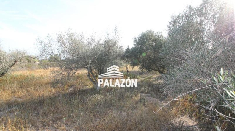 Alicante - Crevillent - 2900m2