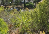 Terreny no urbanitzable en venda a la España, Las Palmas de Gran Canària, ref.: TR311678 foto