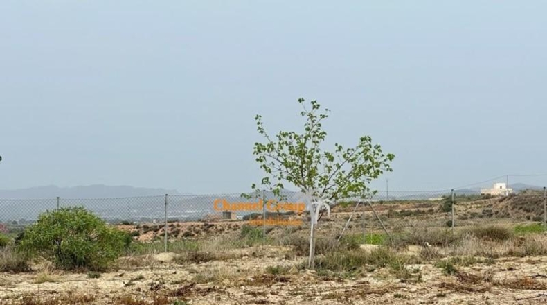 Alicante - Novelda - 14900m2