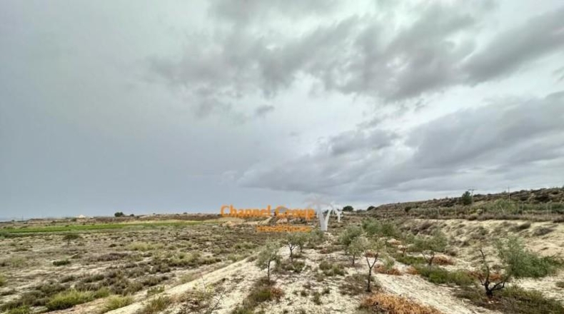 Alicante - Novelda - 14900m2
