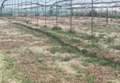 Terreny no urbanitzable en venda a la España, Sanlúcar de Barrameda, ref.: TR122707 foto