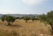 Xalet independent amb terreny en venda a la España, Castalla, ref.: TR132996 foto