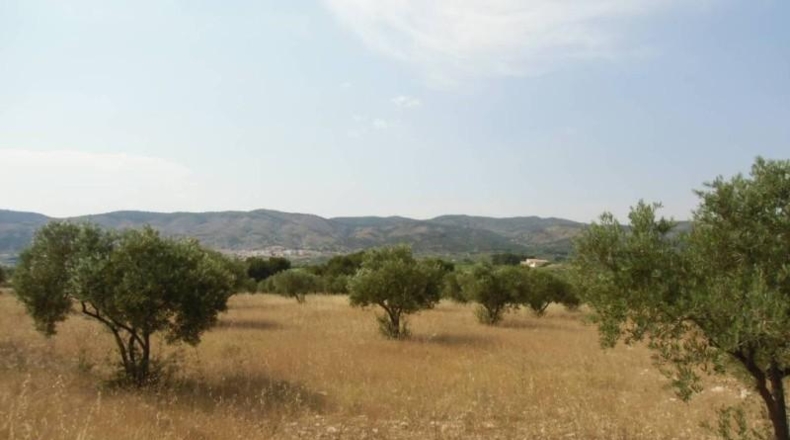 Alicante - Castalla - 16000m2