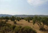 Xalet independent amb terreny en venda a la España, Castalla, ref.: TR132996 foto