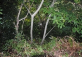 Land suitable for development for sale on España, As Covas, ref: TR113198 photo