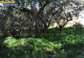 Urban land for sale on España, Valencia de Alcántara, ref: TR113755 photo