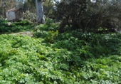 Urban land for sale on España, Valencia de Alcántara, ref: TR113755 photo