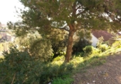 Parcel·la urbanitzable en venda a la España, Santa Susanna, ref.: TR114963 foto