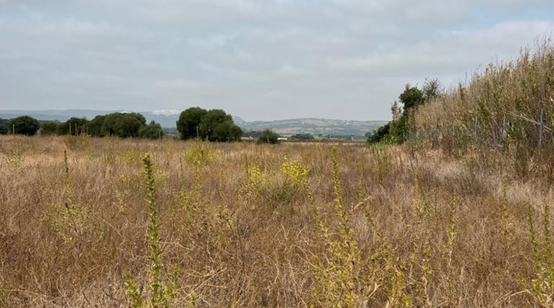 Cádiz - Vejer de la Frontera - 15379m2