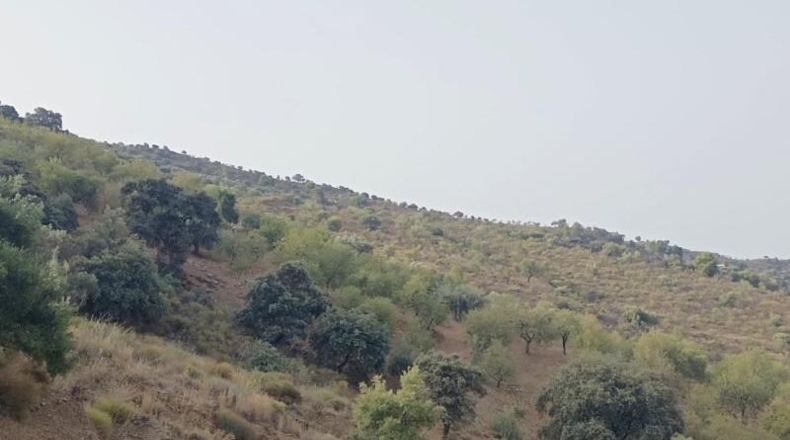 Málaga - Málaga - 40000m2