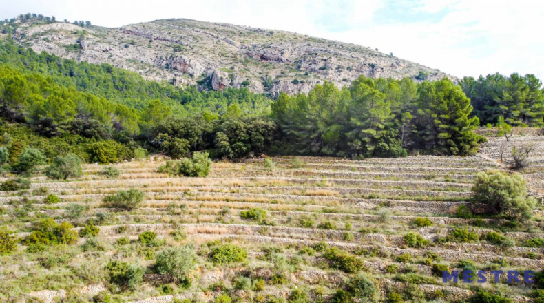 Alicante - Jalón - 10600m2