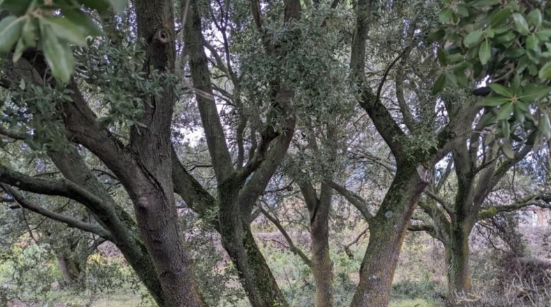 Navarra - Ayegui - 1000m2