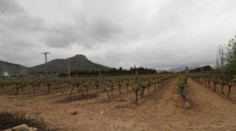 Alicante - Aspe - 13000m2