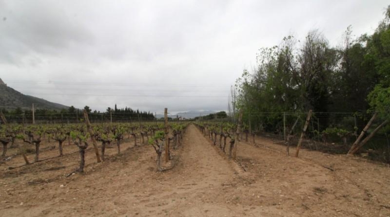 Alicante - Aspe - 13000m2