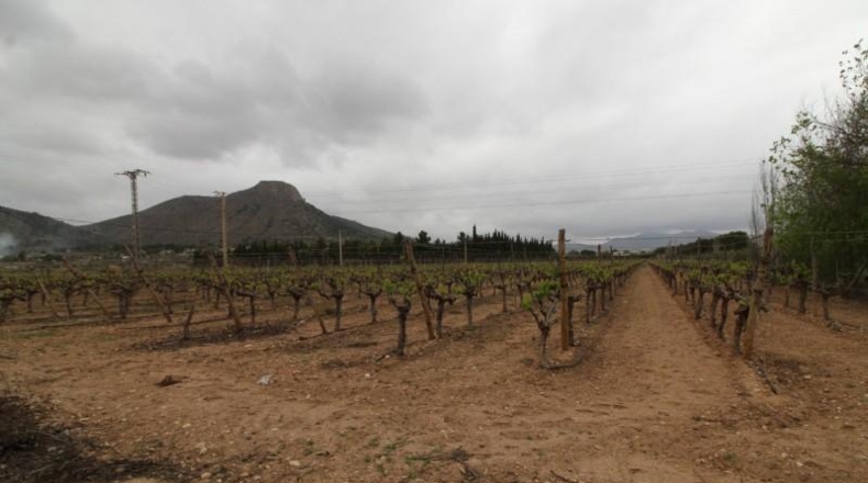 Alicante - Aspe - 13000m2