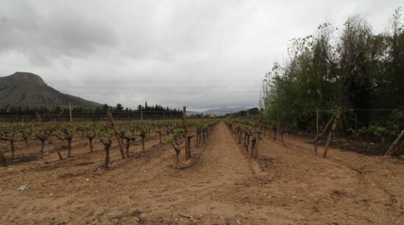 Alicante - Aspe - 13000m2